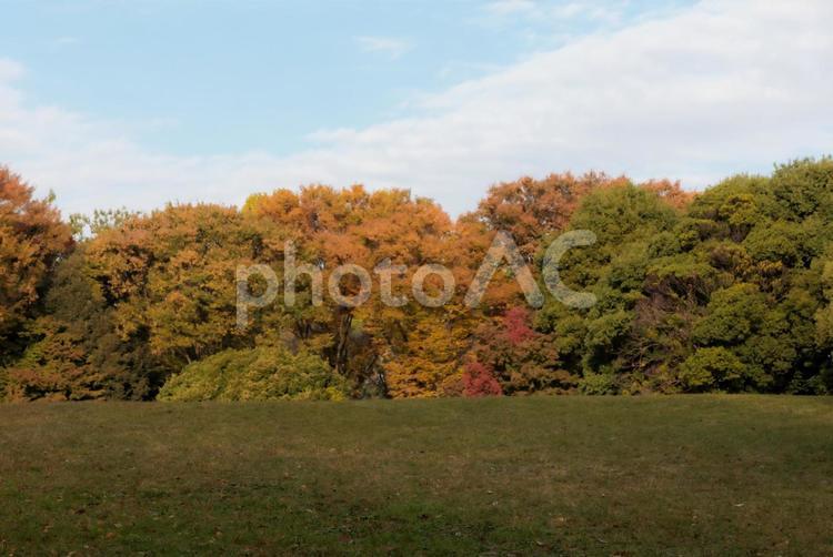 色づく秋の森と広がる芝生 秋,紅葉,森の写真素材