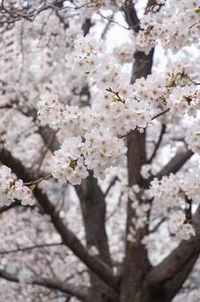 八分咲きの桜・縦 八分咲きの桜・縦の写真