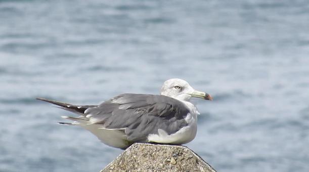 ウミネコ「2」 ウミネコ,海猫,カモメの写真素材