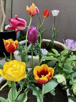 庭に植えたいろいろなチューリップ チューリップ,ガーデニング,カラフルの写真素材