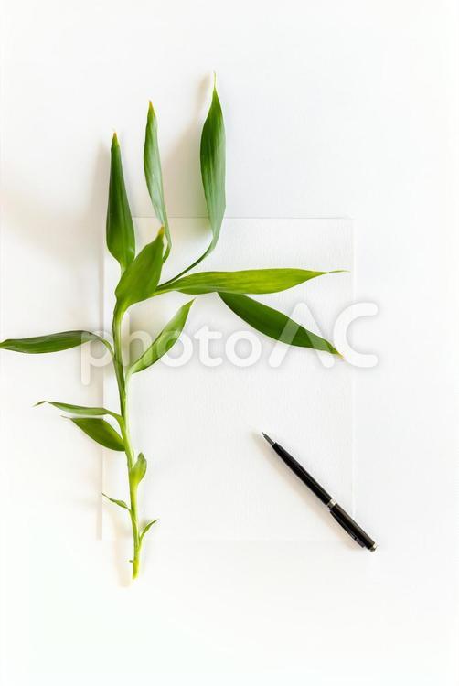 白い紙の上に乗っている植物（白背景） モックアップ,物撮り,紙の写真素材