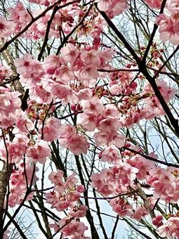桜3 桜3の写真