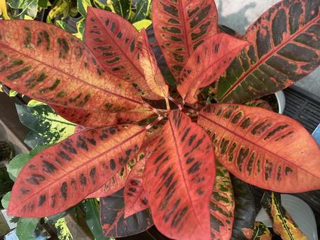 クロトン 観葉植物 クロトン 観葉植物の写真