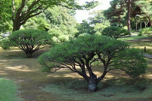 庭園の松 庭園の松の写真