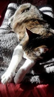 ネコのお昼寝 ネコ,お昼寝,暖かいの写真素材