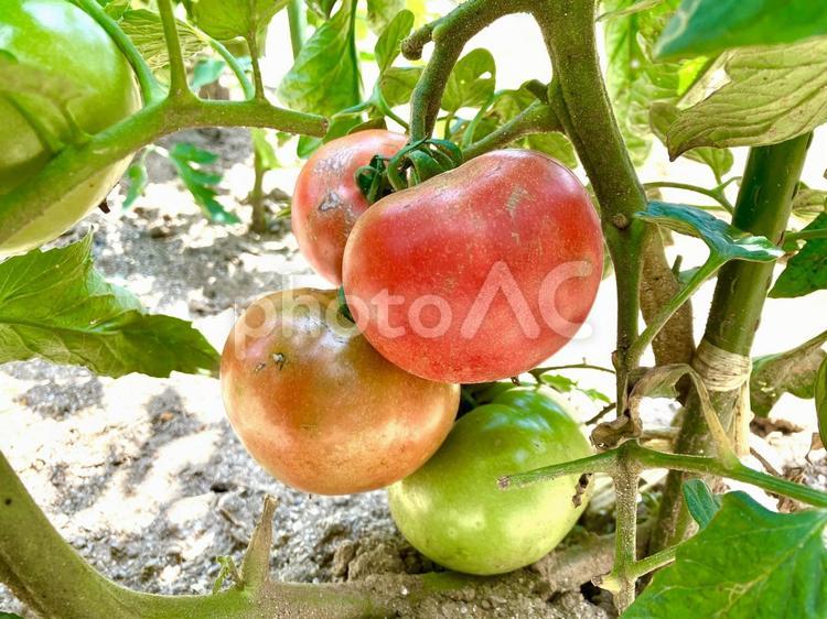 熟れた大玉トマトと未熟な大玉トマト トマト,野菜,畑の写真素材