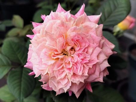 ベランダのバラ・シャルール ベランダのバラ・シャルール 薔薇,バラ,シャルールの写真素材