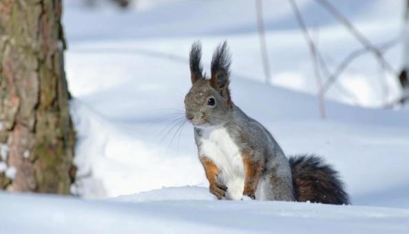 冬の雪の中のエゾリス 北海道 冬の雪の中のエゾリス 北海道の写真