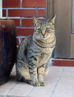 藤猫 藤猫の写真