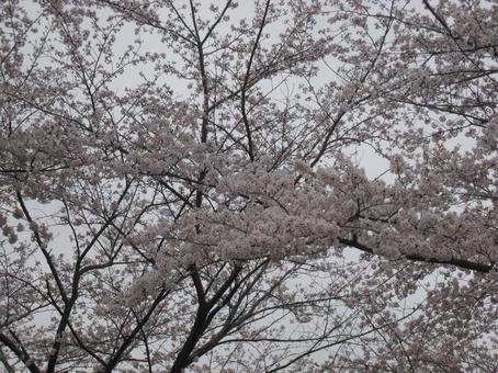 尾張旭の桜 尾張旭の桜の写真