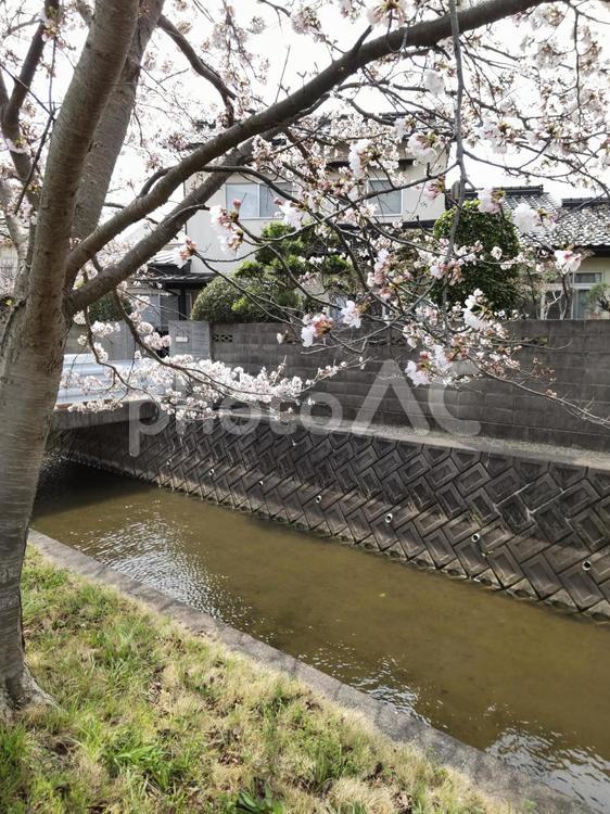 風景　川沿いの桜 風景,桜,川の写真素材