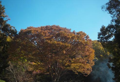 焚火と紅葉 植物,焚火,紅葉の写真素材