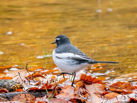 水辺を歩くセグロセキレイの写真