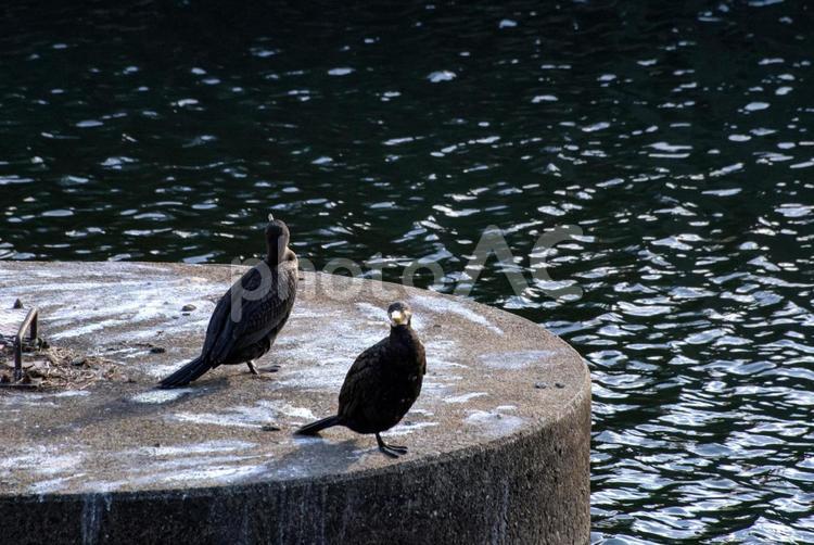 ＜冬の野鳥＞川で日向ぼっこする川鵜 風景,生き物,野鳥の写真素材
