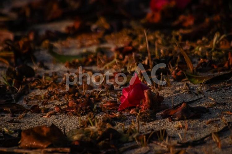 ＜五島の春の風景＞砂浜に散った椿の花 椿,ヤブツバキ,砂浜の写真素材