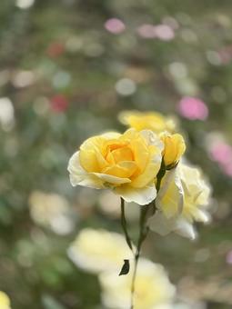 黄色の薔薇 黄色の薔薇 黄色,薔薇,バラの写真素材