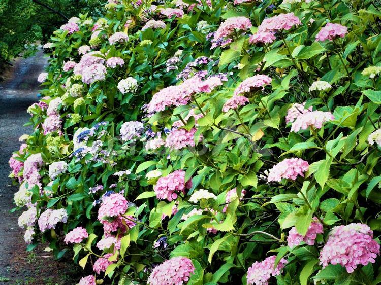 咲き誇るピンクの美しい紫陽花（あじさい）の花 紫陽花,あじさい,アジサイの写真素材