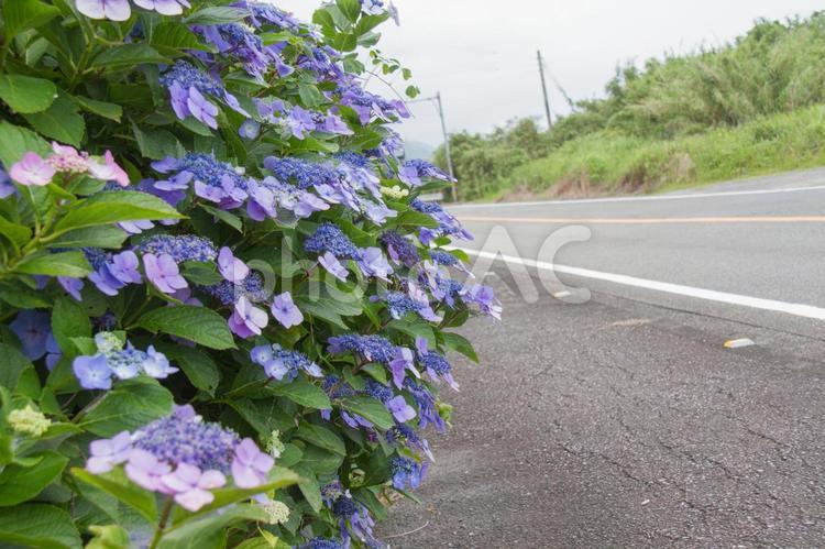 咲き誇るアジサイを見ながらの散策 紫陽花,花,植物の写真素材