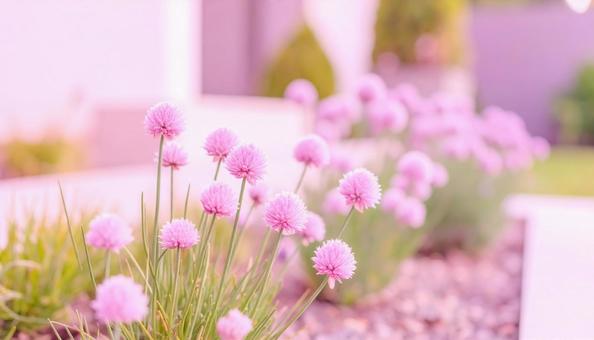 花壇のチャイブとローズマリーの写真