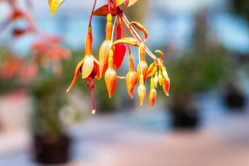 花 花の写真