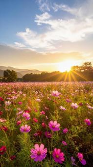 秋のコスモス畑 夕暮れ 秋のコスモス畑 夕暮れの写真