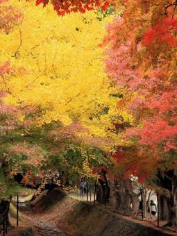11月の河口湖もみじ回廊の紅葉 紅葉,秋,もみじの写真素材