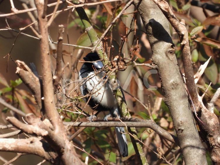 小根山野鳥の森で撮ったシジュウカラ 鳥,野鳥,小鳥の写真素材