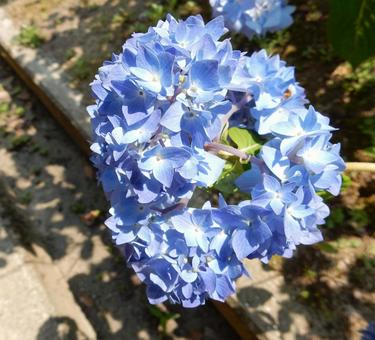 [Flower photo] Hydrangea flower, JPG