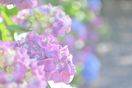 Hydrangea, JPG