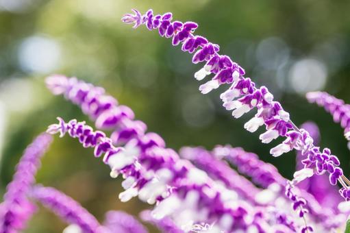 アメジストセージ⑻ 花,アメジストセージ,メキシカンセージの写真素材