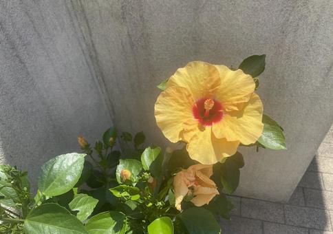 黄色い花 一輪の花 植木 黄色い花 一輪の花 植木 黄色い花,一輪の花,花の写真素材