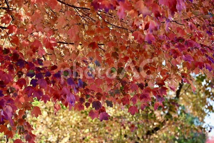 秋のイメージ背景素材 秋,イメージ,紅葉の写真素材