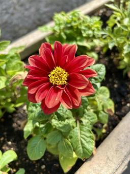 ダリア(テンジクボタン)の赤い花 ダリア(テンジクボタン)の赤い花 ダリア,テンジクボタン,花の写真素材