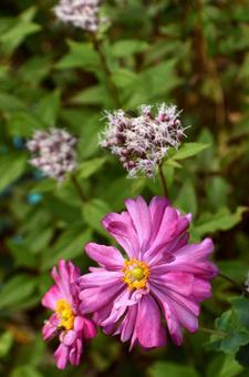 立冬：シュンメイギク11 植物,シュンメイギク,秋明菊の写真素材