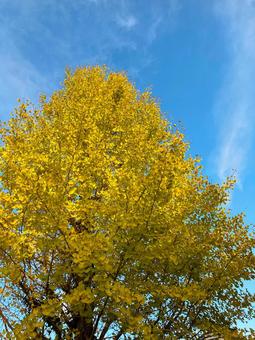 銀杏と青空 紅葉,秋,季節の写真素材
