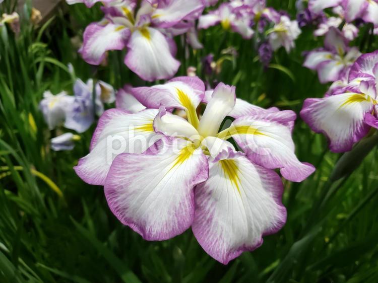 花菖蒲 花菖蒲,花,春の写真素材