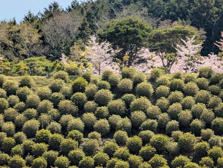 美しく整えられた植木と桜 美しく整えられた植木と桜 桜,植木,植え込みの写真素材