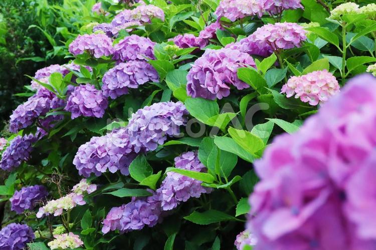 梅雨や紫陽花のイメージ あじさい,紫陽花,梅雨の写真素材