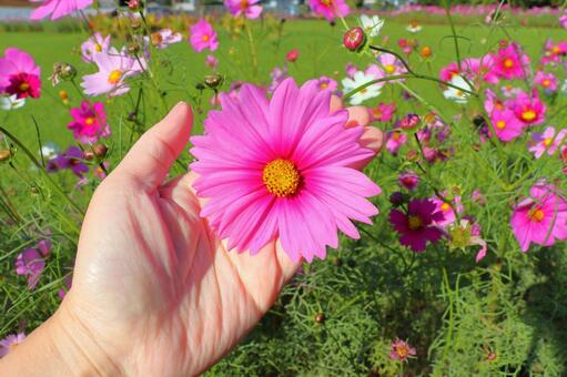 コスモス　花　手 花,コスモス,秋桜の写真素材