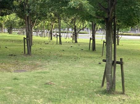 鳥の群れ 鳥の群れの写真