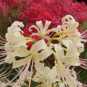 ヒガンバナ(彼岸花・曼珠沙華) ヒガンバナ(彼岸花・曼珠沙華) ヒガンバナ,マンジュシャゲ,彼岸花の写真素材