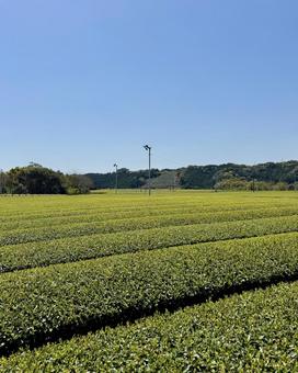 新茶シーズンの牧之原大茶園 新茶シーズンの牧之原大茶園 お茶,茶,茶畑の写真素材