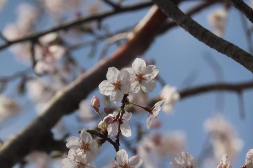 桜の写真