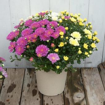 秋の花 カラフルな小菊の鉢植え ビタマム 秋の花 カラフルな小菊の鉢植え ビタマム 花,菊,小菊の写真素材