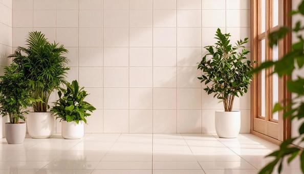 白い壁と観葉植物 白い壁と観葉植物の写真
