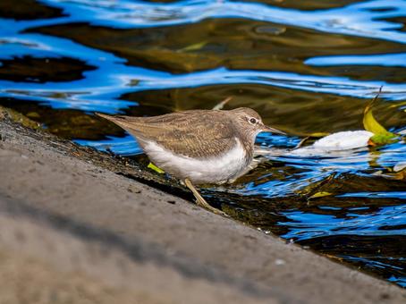 水辺のイソシギ 水辺のイソシギ イソシギ,野鳥,鳥の写真素材