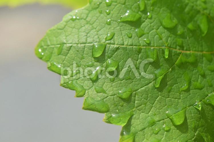 ブドウの葉に雨のしずく ブドウ,葡萄,しずくの写真素材