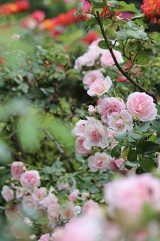 ローズガーデン ピンク色の美しい薔薇 ローズガーデン ピンク色の美しい薔薇の写真