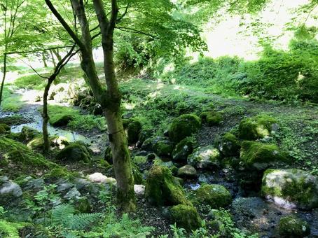 森の中の小川 森の中の小川 森,森林,自然の写真素材