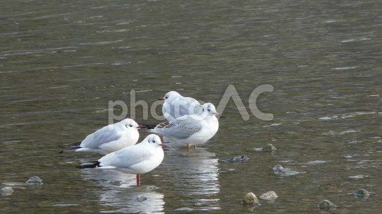 ユリカモメ ユリカモメ,ゆりかもめ,かもめの写真素材